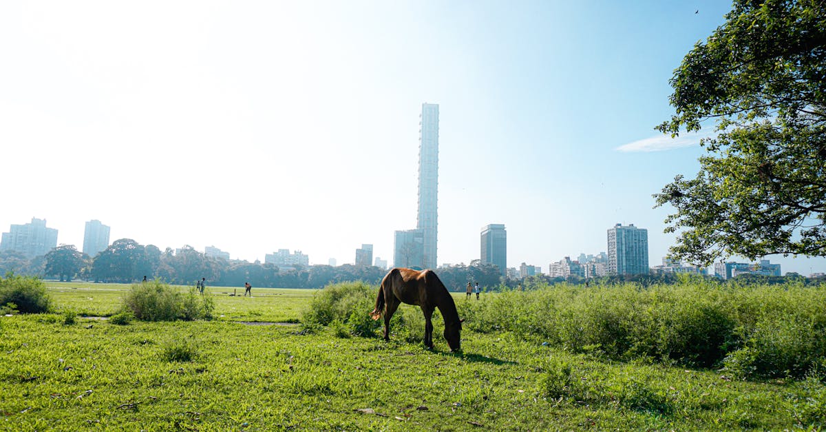 urban green spaces in india